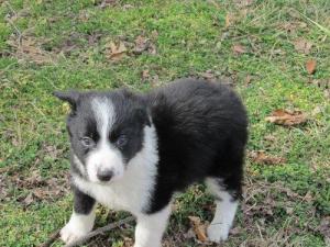 bordercollieforsale